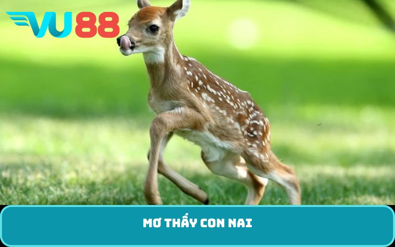 Mơ thấy con nai